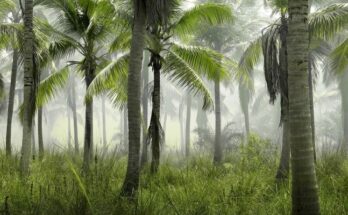 ¿Qué es la deforestación?