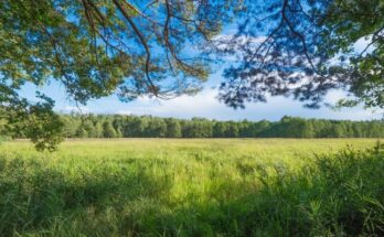 ¿Qué es la región Omagua o selva baja?