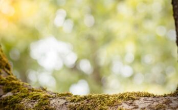 ¿Qué es una biocenosis o comunidad ecológica?