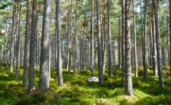 ¿Qué son los espacios forestales?