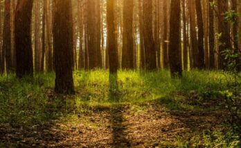 ¿Qué son los niveles de organización ecológica?