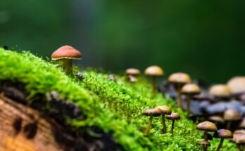 ¿Qué son los riesgos ambientales?
