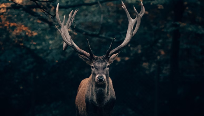 Danza del Venado
